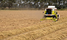 A healthy balance between supply and demand for turf grasses and improved situation for forage grasses